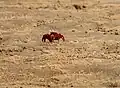 Red Crab at Chilika