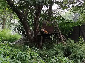 Red panda