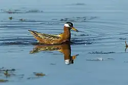 Red phalarope, Vercelli