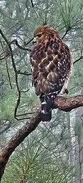 Red Shoulder Hawk Keeping His Eye On Me. - Marion County, South Carolina