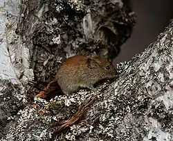 Brown vole