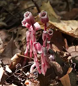 Less common reddish coloration