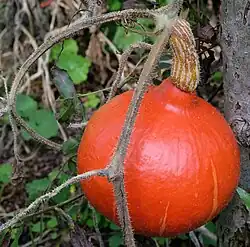 Stem, pedicel and fruit hairs of red kuri squash plant