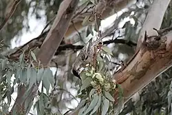 A brownish bird feeding on flowers in a tree