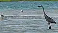 Intermediate morph in Jacksonville, Florida
