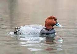 Breeding male