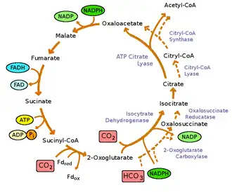 rTCA cycle with the reactants, intermediates, and products