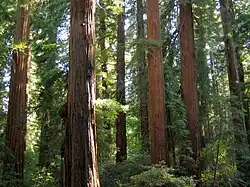 Sequoia