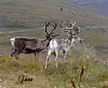 Reindeer (extirpated, free-roaming herd)