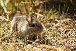 Brown rat