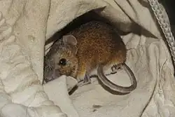 Brown mouse