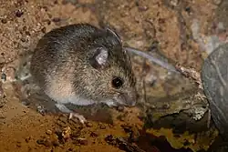 Brown mouse