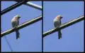 Removal of unwanted elements (around a house finch) using the Delete scratches and Clone brushes. The original is the one on the left.