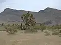 Representative landscape of the Beaver Dam Wash NCA
