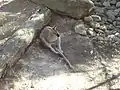 Red-necked wallaby