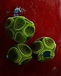 Spore clusters, formed inside sporangia of the slime mold Reticularia olivacea, from pine forests of eastern Ukraine