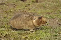 Brown mole-rat