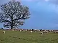 Sheep herd near Revest-du-Bion.