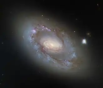 A spiral galaxy. The inner region immediately around the bright centre is golden in colour. A gap separates this region from a bright ring, itself surrounded by a glowing halo. Strands of dark brown dust swirl around the centre and the outer ring, joined in one spot by a curved arm. Bright, blue and pink specks of light dot the ring, showing where stars are concentrated or have recently formed.