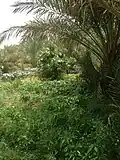 Rgabi Ait Hassou الرڭابي ايت حسو
