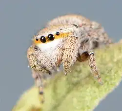 female
