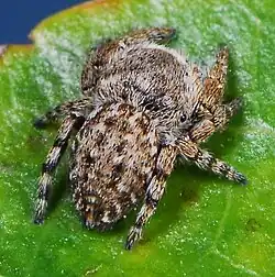 male