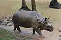 Indian Rhinoceros at Thiruvananthapuram Zoo