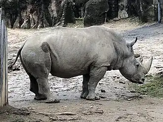 A rhinoceros
