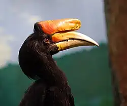 The fruits are eaten and the seeds dispersed by rhinoceros hornbills.