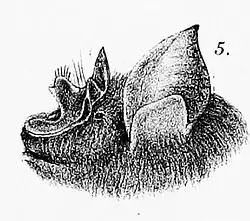 Drawing of bat