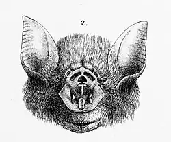 Rhinonicteris aurantia