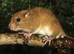 Brown and white rat