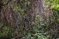 Dense Ripogonum scandens vines in a forested area.