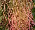 Rhipsalis burchelii