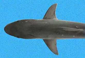 Top view