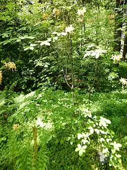 Shrub