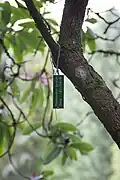 Tree tag of R. decorum tree