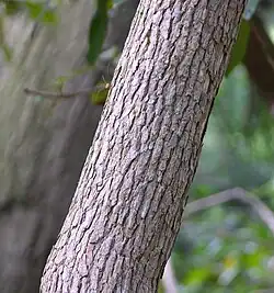 Bark