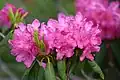 Rhododendron