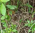 View of nest