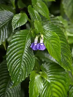 Rhychoglossum azureum