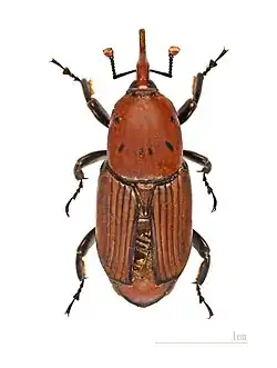 Rhynchophorus ferrugineus