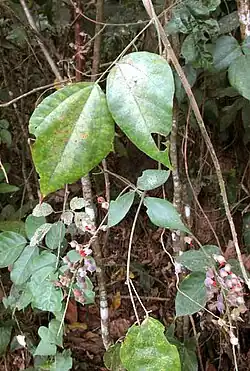 leaves (the larger, yellow-green ones) and clusters of mature pods