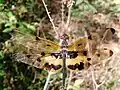 Rhyothemis variegata (male) at Kottayam, Kerala