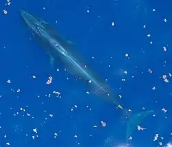 Aerial photo of a Rice's whale
