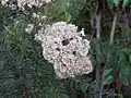 leaves and flowers