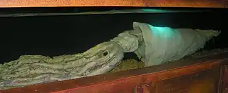 #463 (3/1/2002), Giant squid caught around 160 km off the Hebrides, preserved at the National Marine Aquarium in Plymouth, England