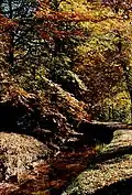 Fall picture.
