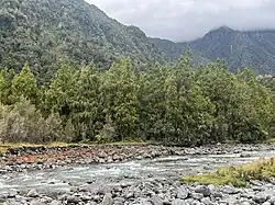 A dense, native New Zealand forest, with a river in the foreground of the image and a mountain range in the background. D. cupressinum is the predominant species in the forest, with lesser components of mataī (Prumnopitys taxifolia) and Hall's tōtara (Podocarpus laetus).