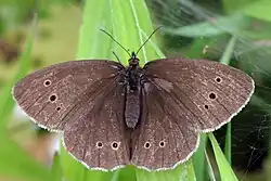 Faded specimen with three spots